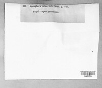 Umbilicaria vellea image